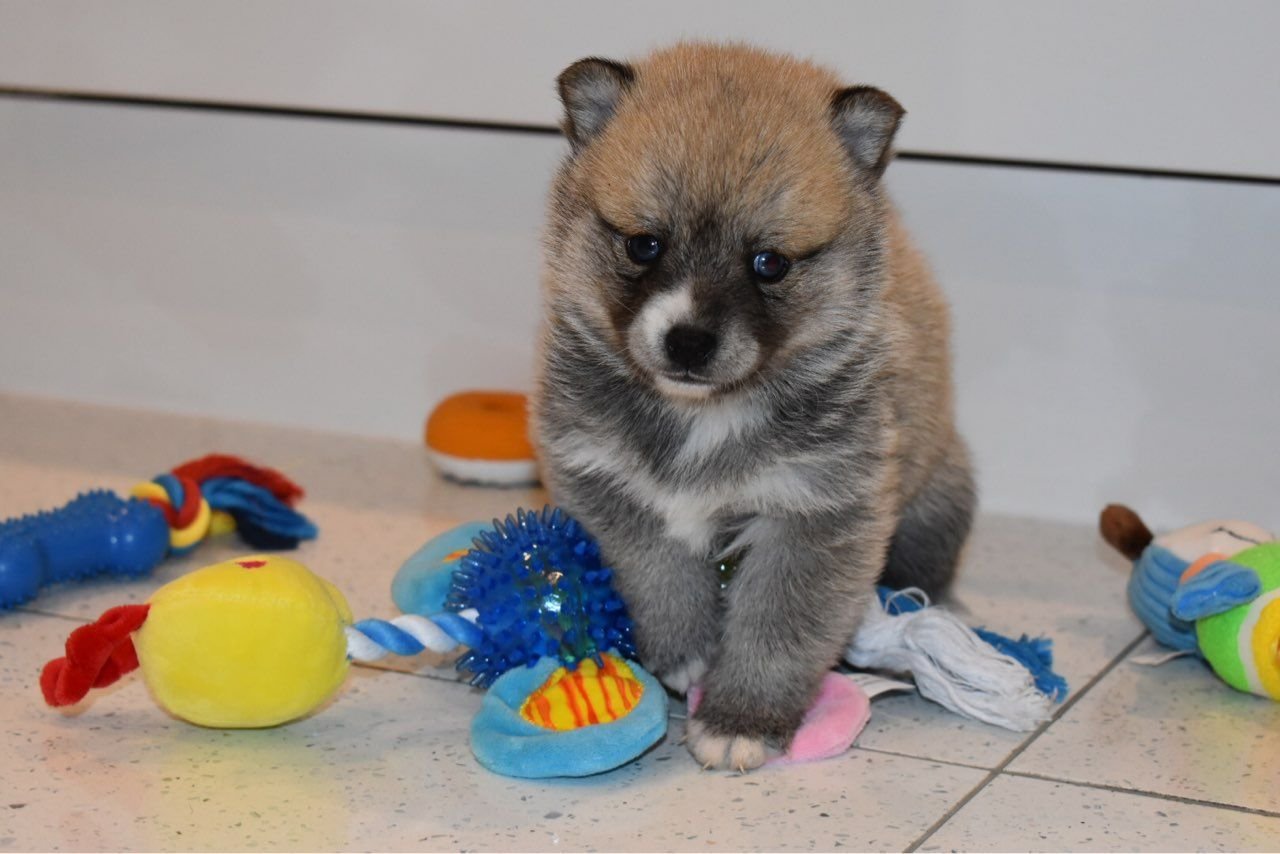 Liebenswerte und herausragende Pomsky-Welpen, - nr. 1