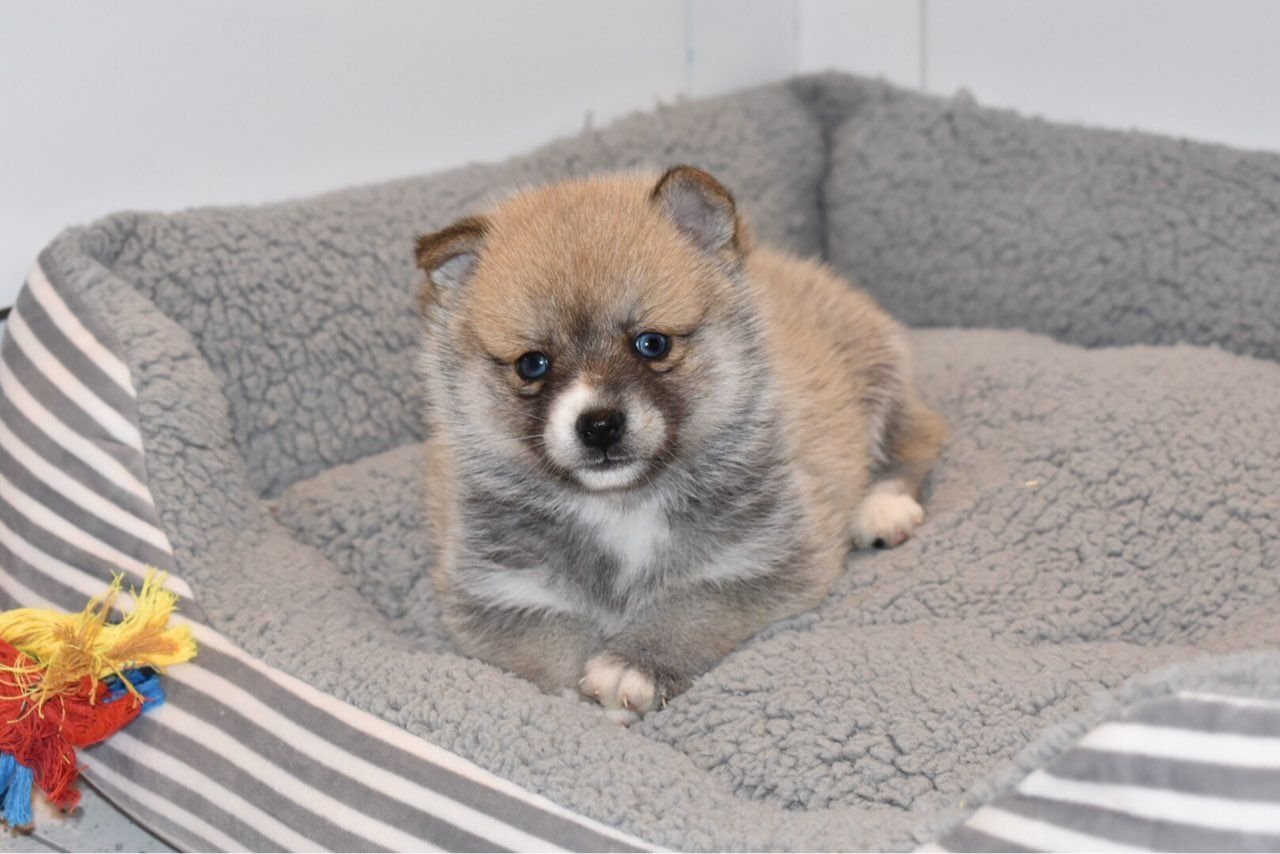 Liebenswerte und herausragende Pomsky-Welpen, - Afbeelding 2