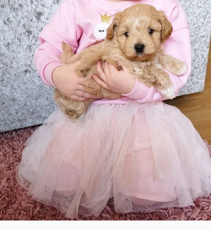 Liebenswürdige und verschmuste Maltipoo-Welpen sind bereit für den Markt. - nr. 1