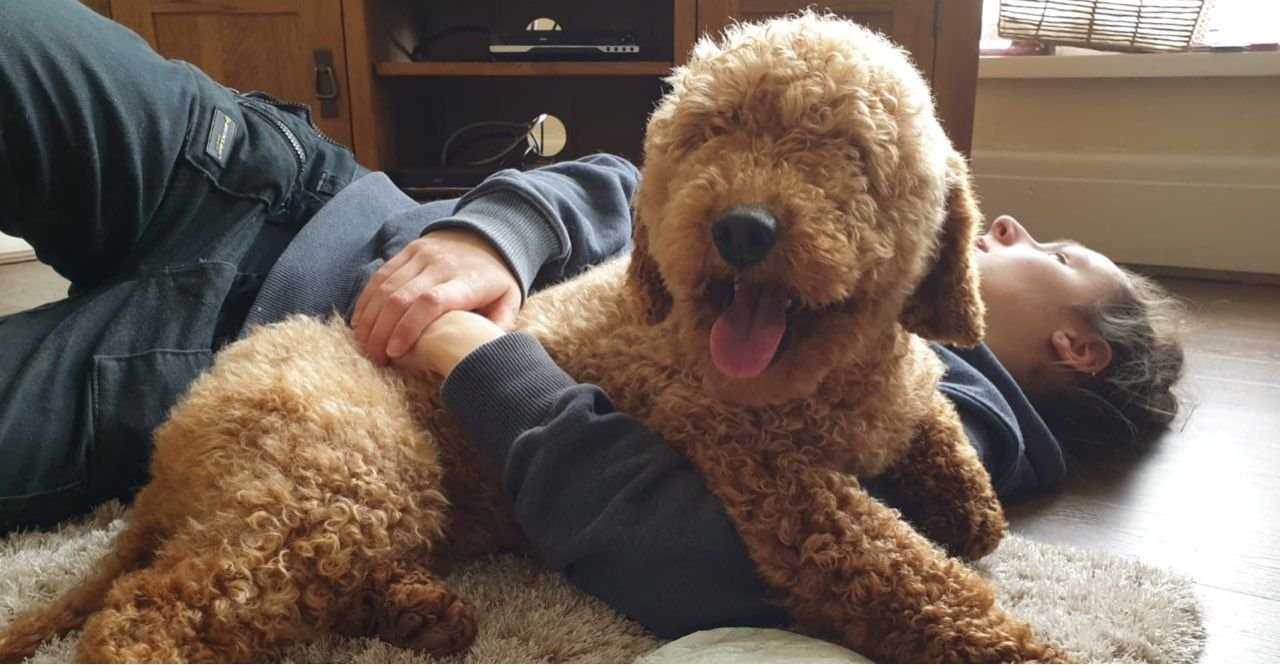 Liebenswürdige und verschmuste Maltipoo-Welpen sind bereit für den Markt. - Afbeelding 3