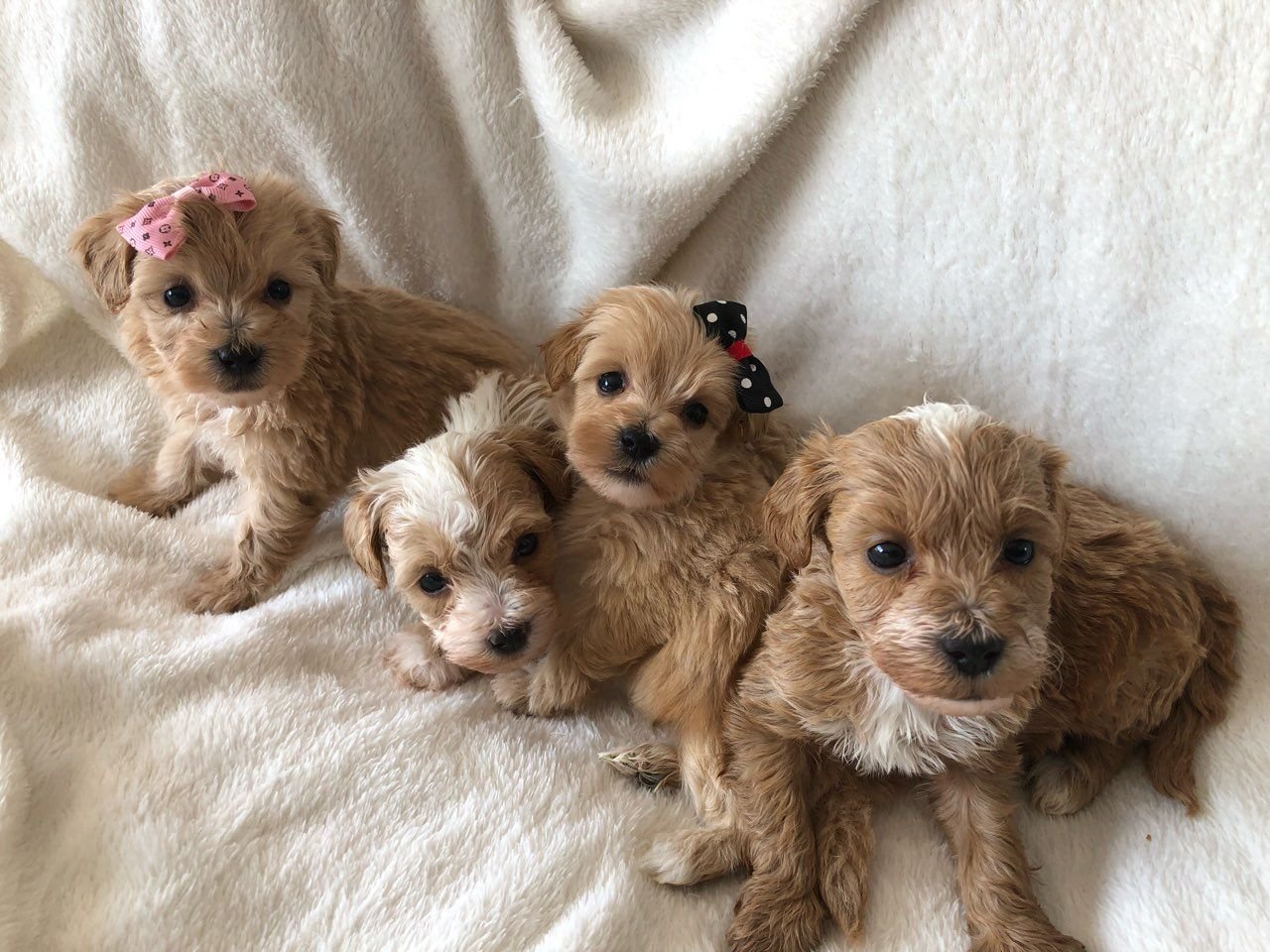 Maltipoo Puppies erwartet dich - nr. 1