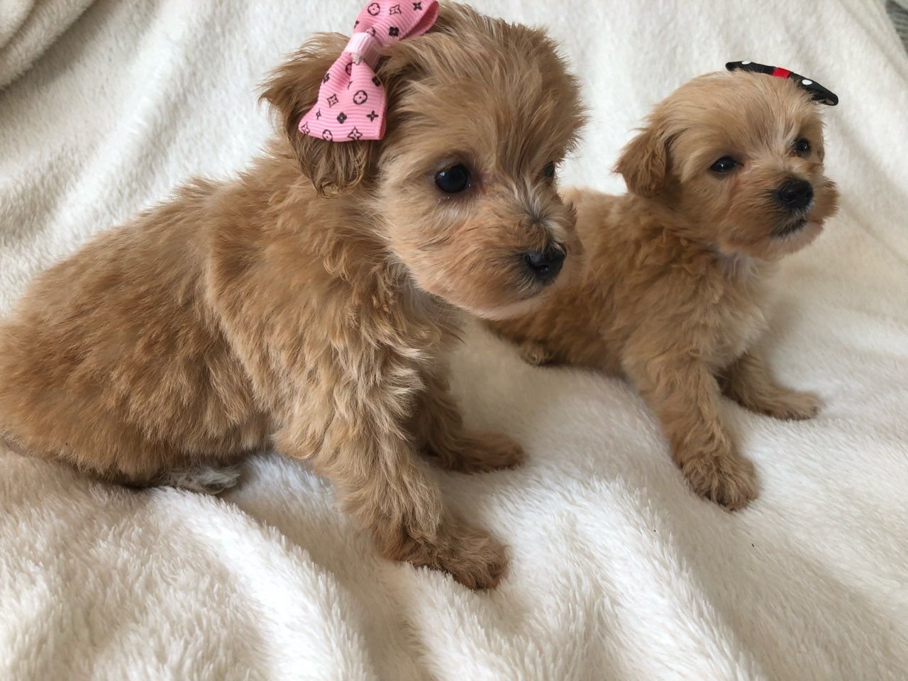 Maltipoo Puppies erwartet dich - Afbeelding 2