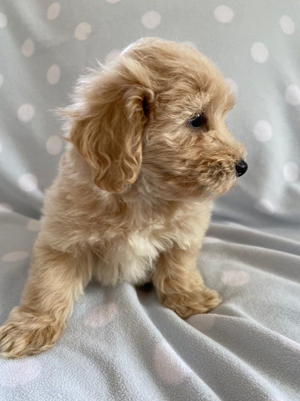 Maltipoo-Welpen zu verkaufen - Afbeelding 2