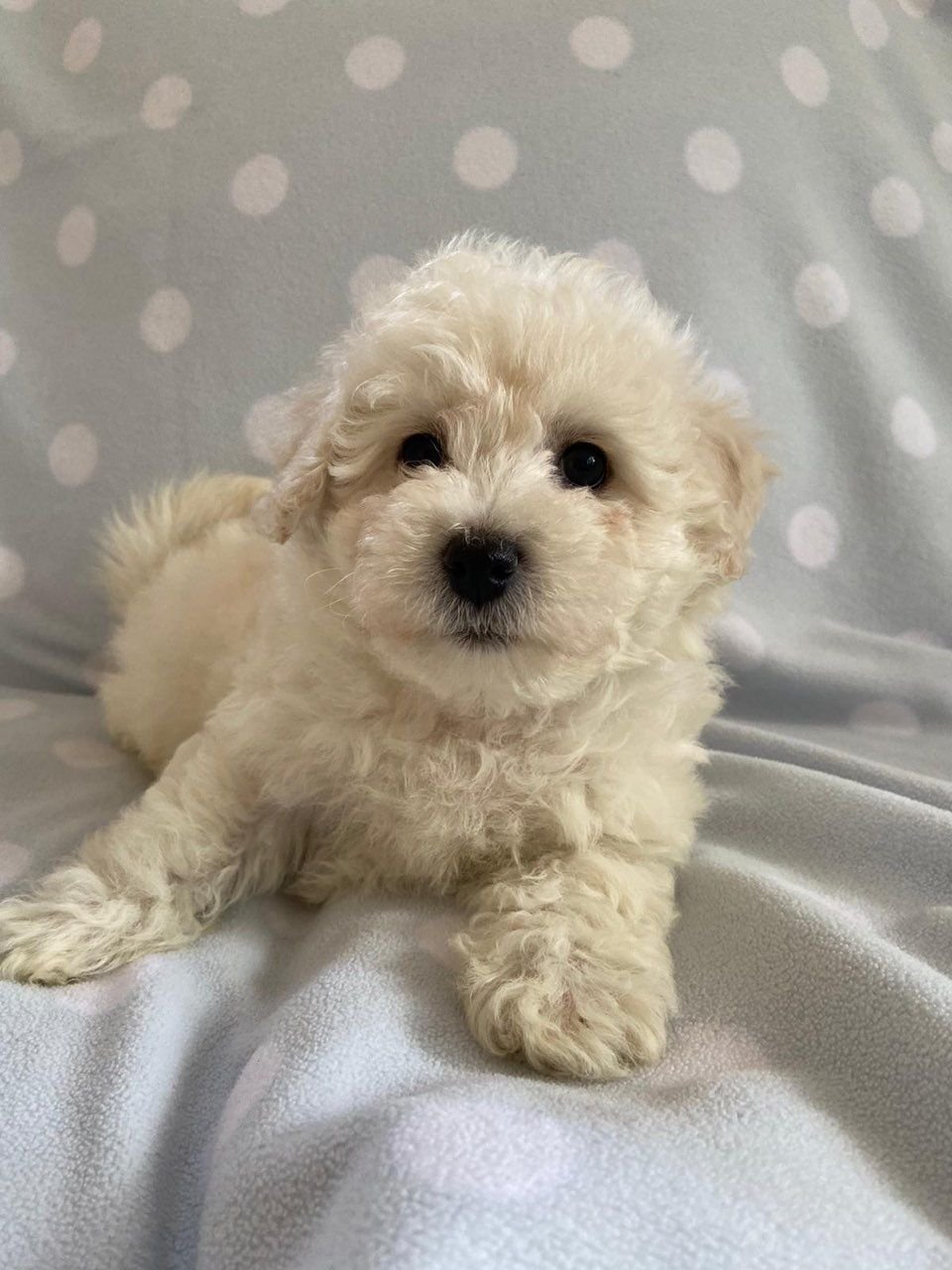 Maltipoo-Welpen zu verkaufen - Afbeelding 3