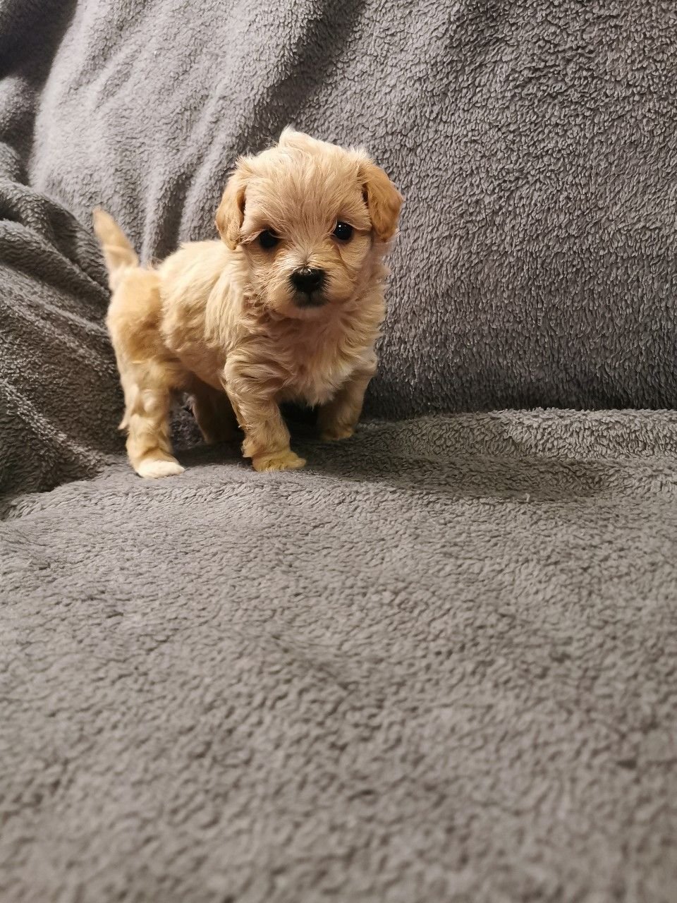 Ich freue mich, Ihnen mitteilen zu können, dass ich jetzt diese komplett Maltipoo - nr. 1