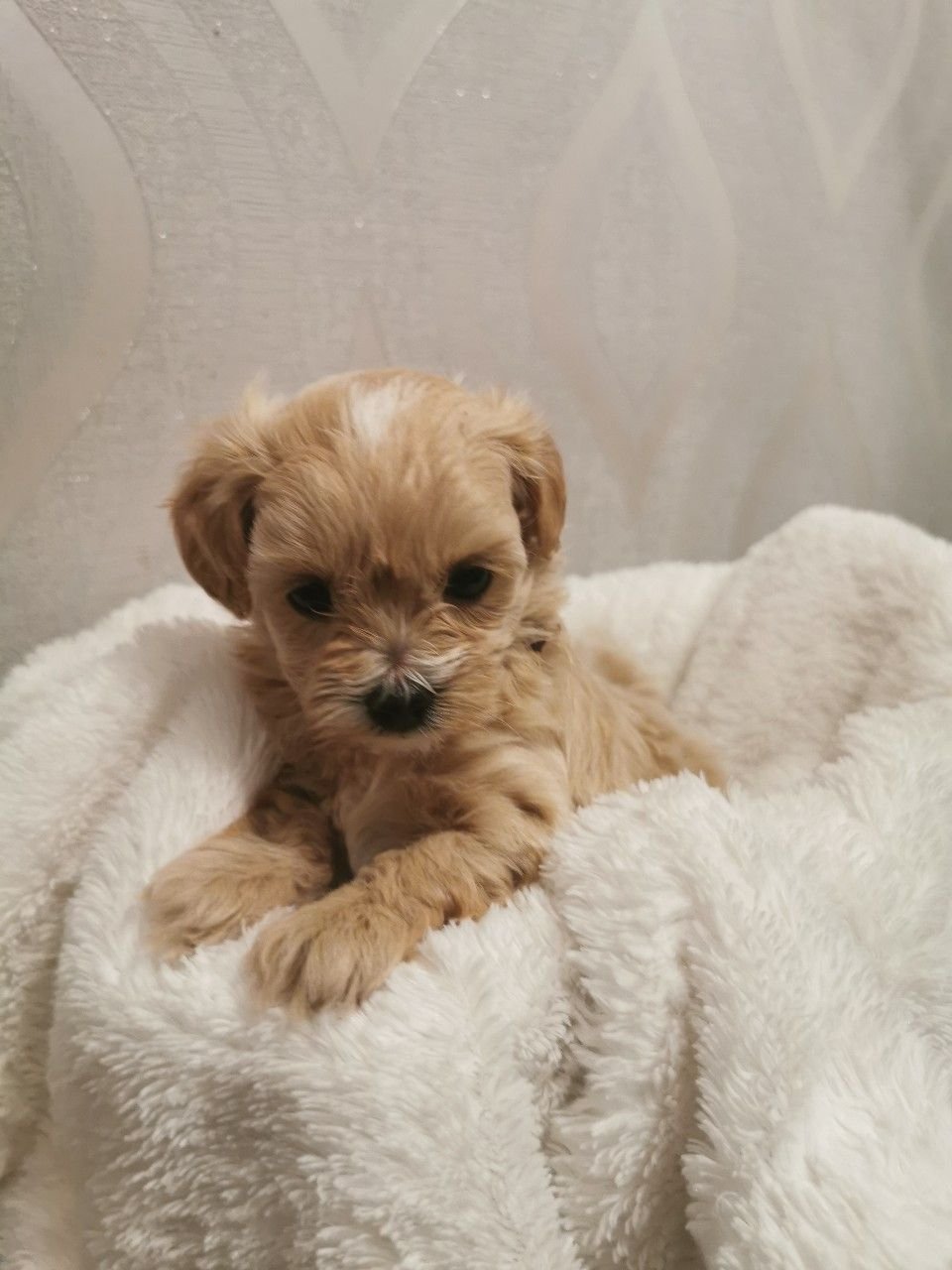 Ich freue mich, Ihnen mitteilen zu können, dass ich jetzt diese komplett Maltipoo - Afbeelding 2