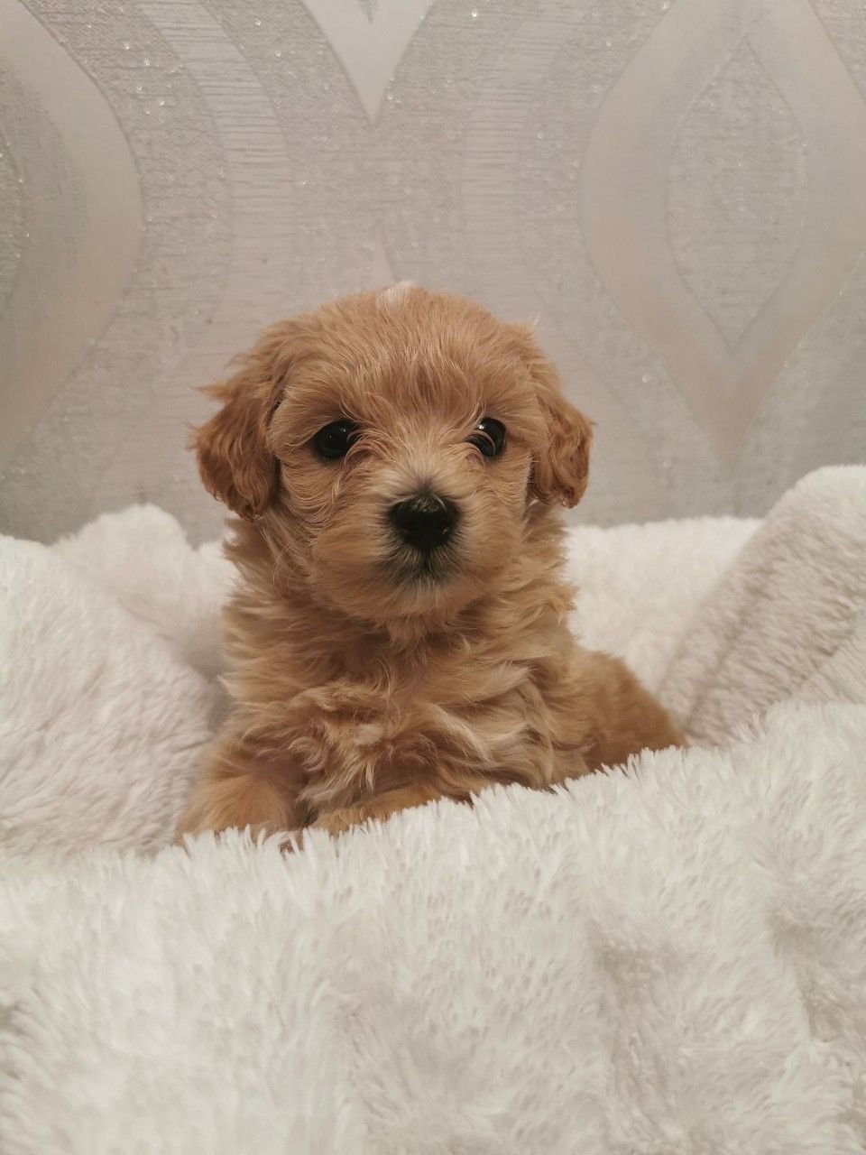 Ich freue mich, Ihnen mitteilen zu können, dass ich jetzt diese komplett Maltipoo - Afbeelding 3