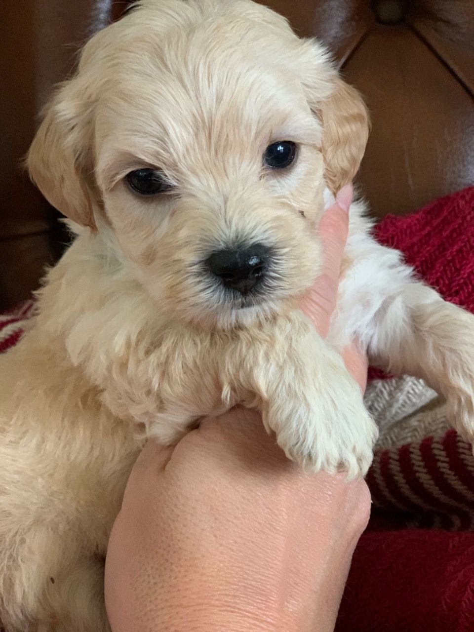 Schöner Maltipoo-Welpe zu verkaufen. - nr. 1