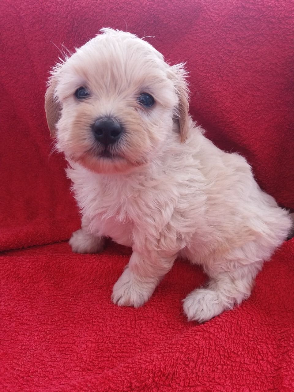 Schöner Maltipoo-Welpe zu verkaufen. - Afbeelding 2