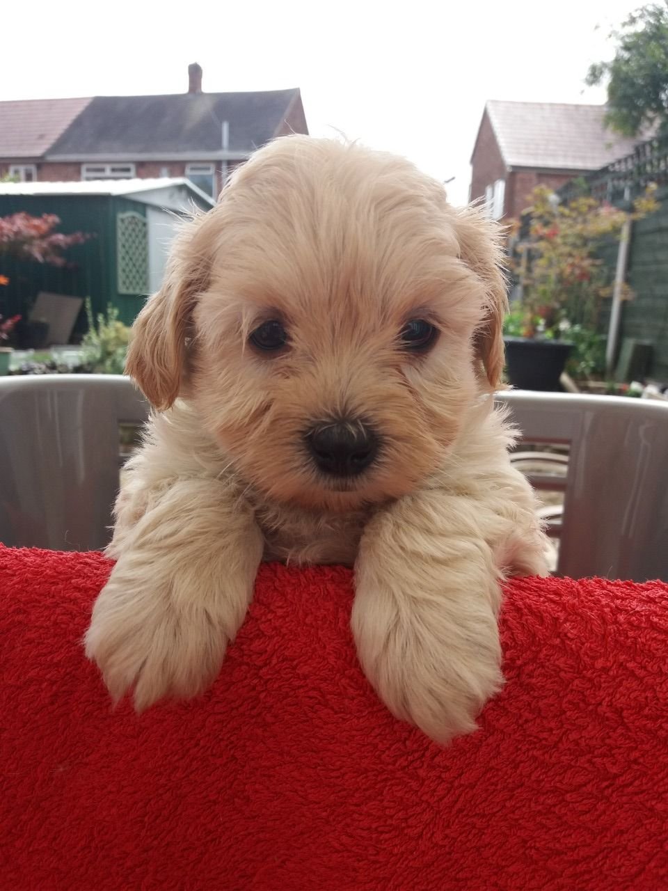 Schöner Maltipoo-Welpe zu verkaufen. - Afbeelding 3