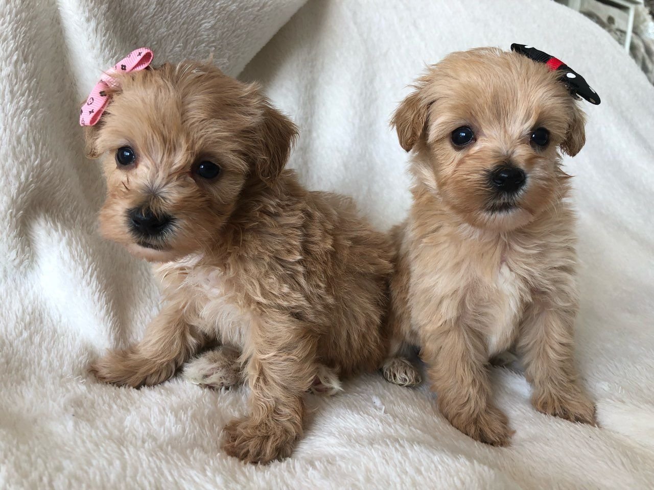 Liebenswürdige und verschmuste Maltipoo-Welpen sind bereit für den Markt. - nr. 1