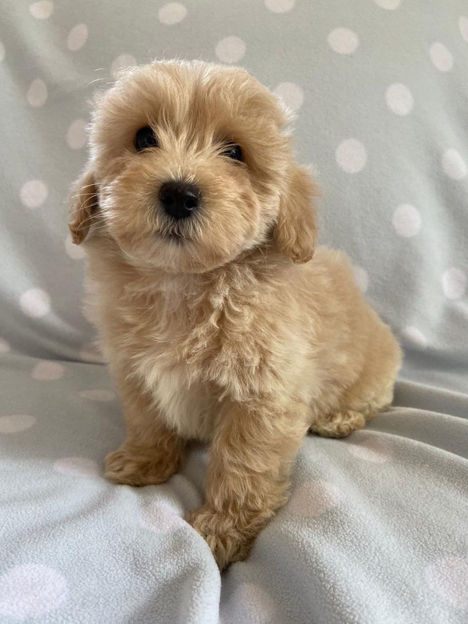 Liebenswürdige und verschmuste Maltipoo-Welpen sind bereit für den Markt. - Afbeelding 3