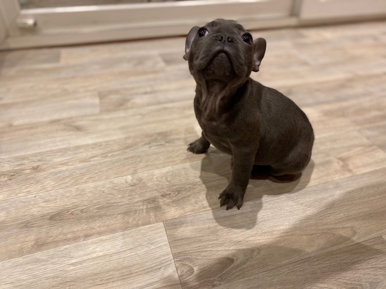 Liebenswerte und verschmuste Welpen der französischen Bulldogge sind bereit für den Markt. - nr. 1