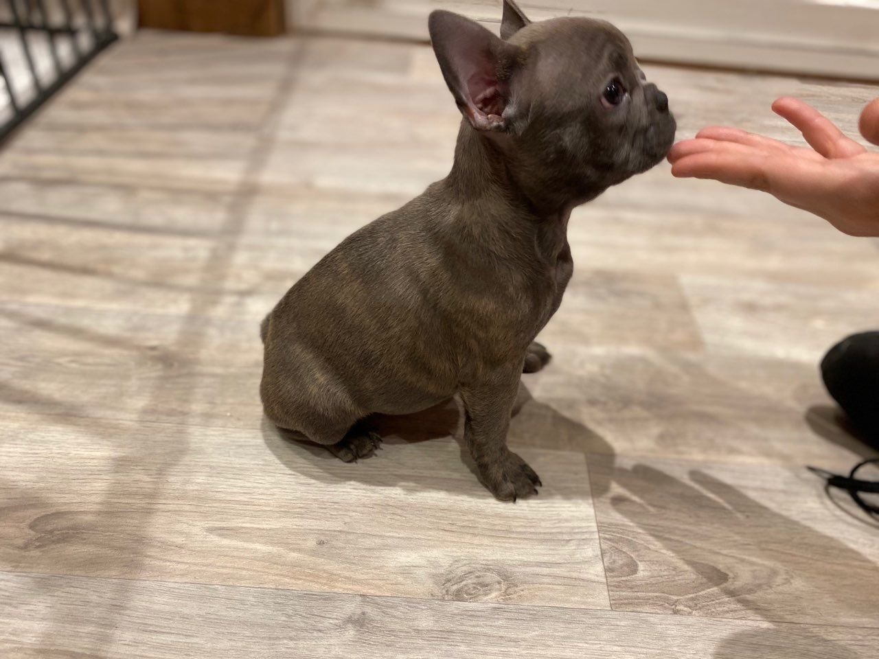 Liebenswerte und verschmuste Welpen der französischen Bulldogge sind bereit für den Markt. - Afbeelding 3