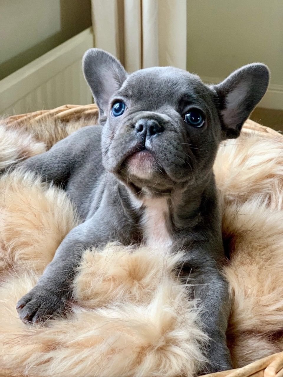 Französische Bulldoggen-Welpen erwarten Sie - nr. 1