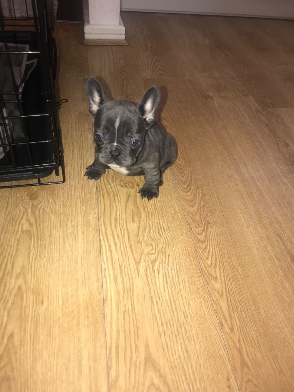 Französische Bulldoggen-Welpen erwarten Sie - Afbeelding 3
