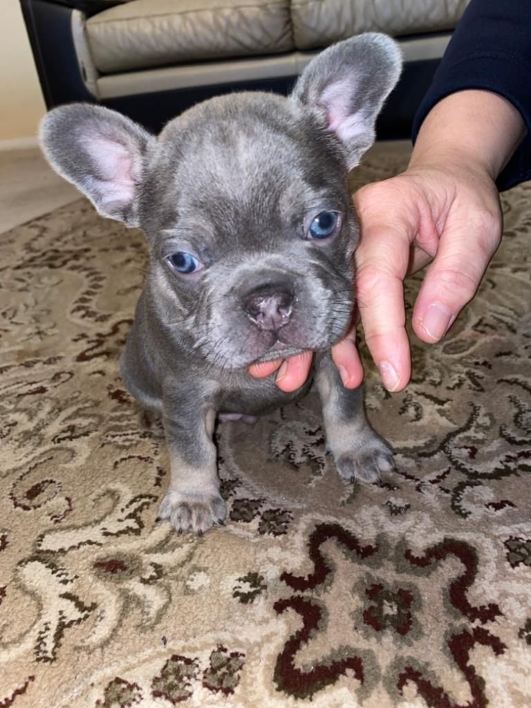 Französische Bulldogge Welpen zu verkaufen - nr. 1