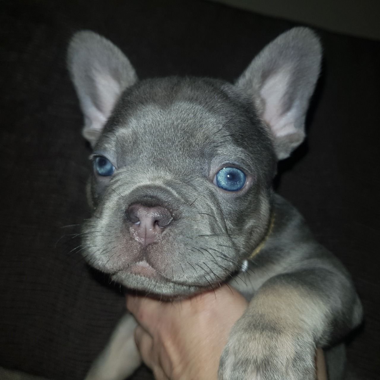 Französische Bulldogge Welpen zu verkaufen - Afbeelding 2