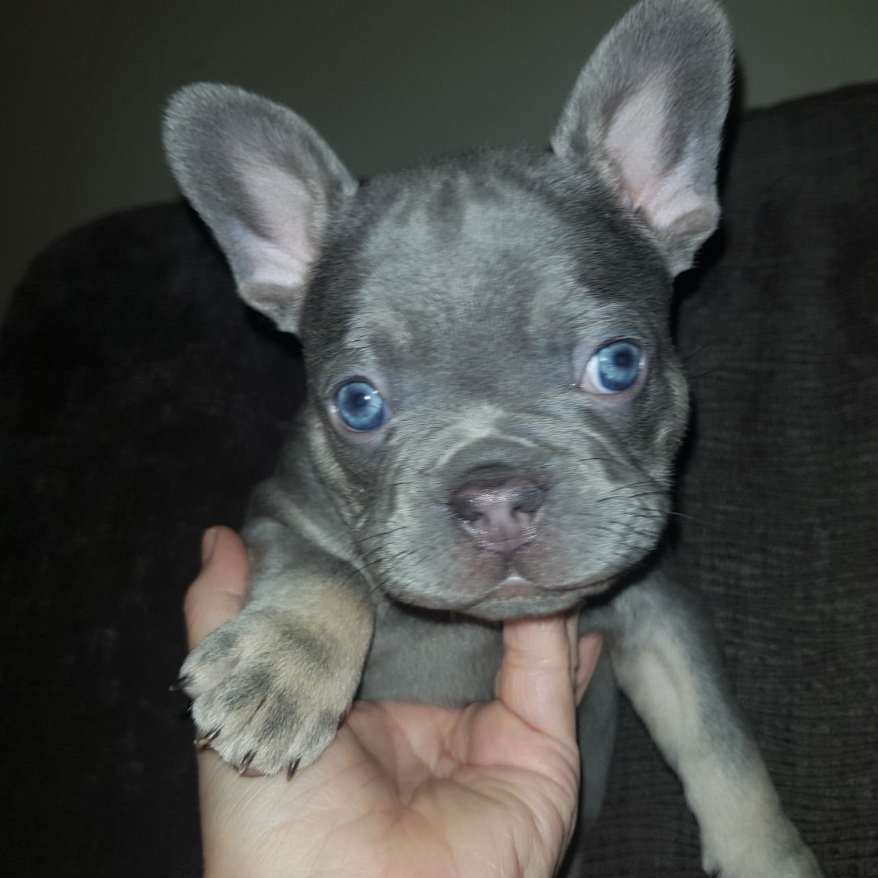 Französische Bulldogge Welpen zu verkaufen - Afbeelding 3