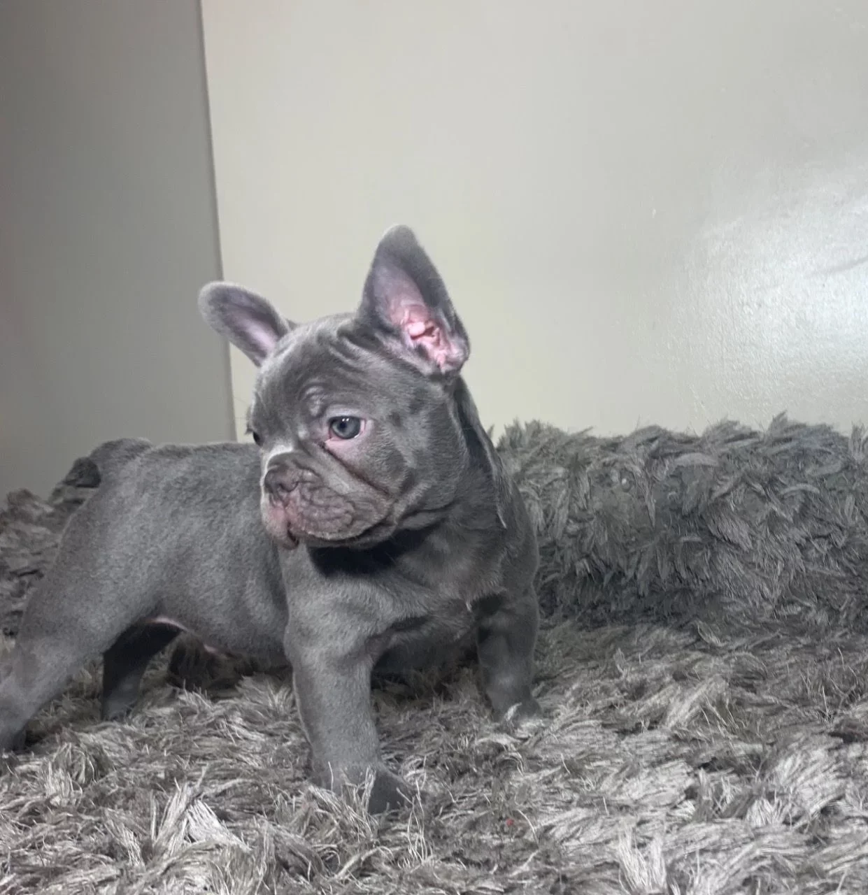 Liebenswerte und herausragende Welpen der französischen Bulldogge, die - nr. 1