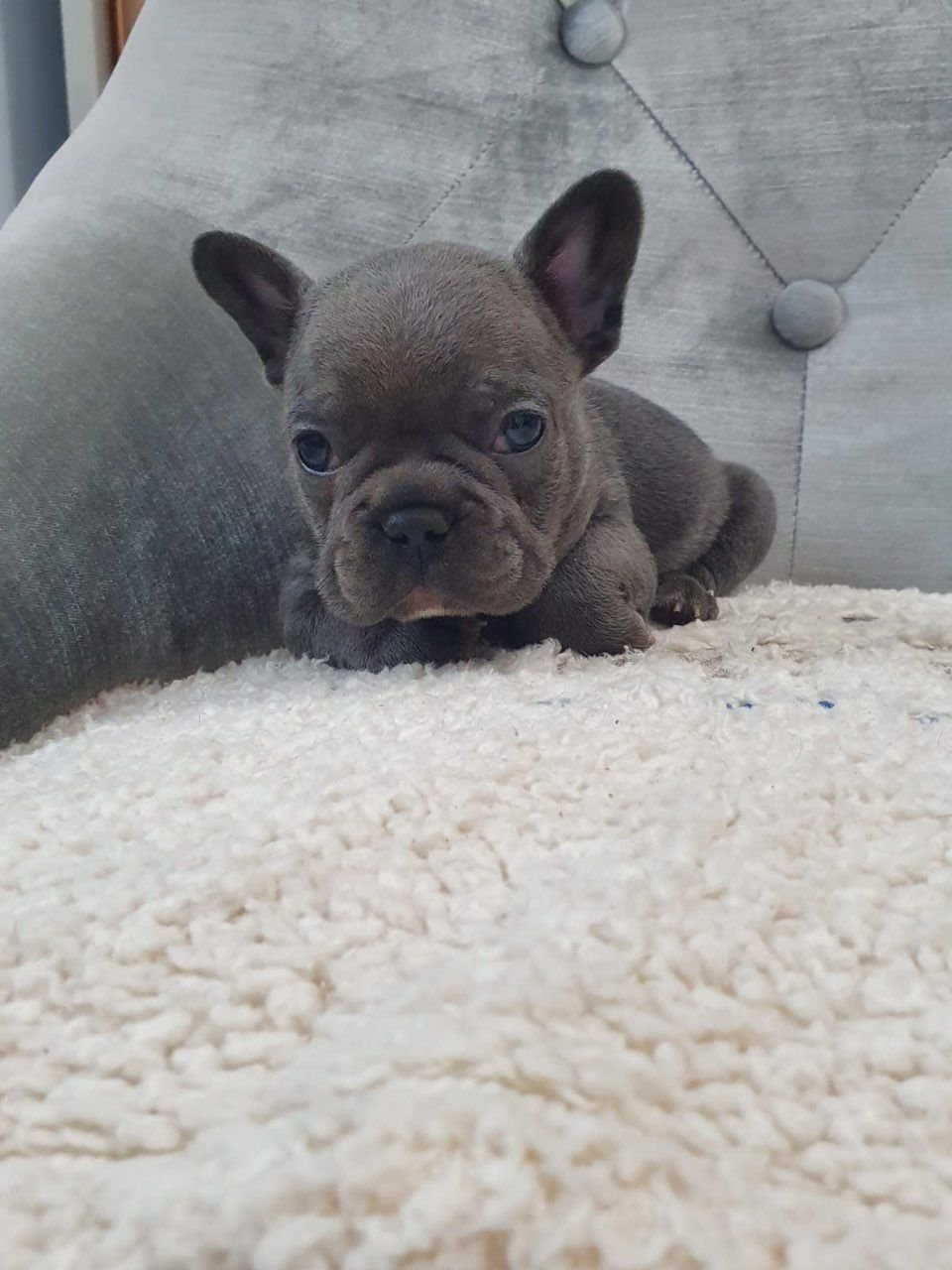Liebenswerte und herausragende Welpen der französischen Bulldogge, die - Afbeelding 2