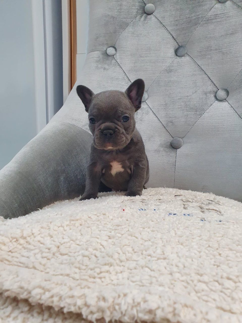 Liebenswerte und herausragende Welpen der französischen Bulldogge, die - Afbeelding 3