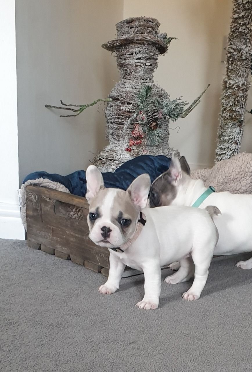 Wunderschöner Welpe der französischen Bulldogge zu verkaufen. - Afbeelding 2