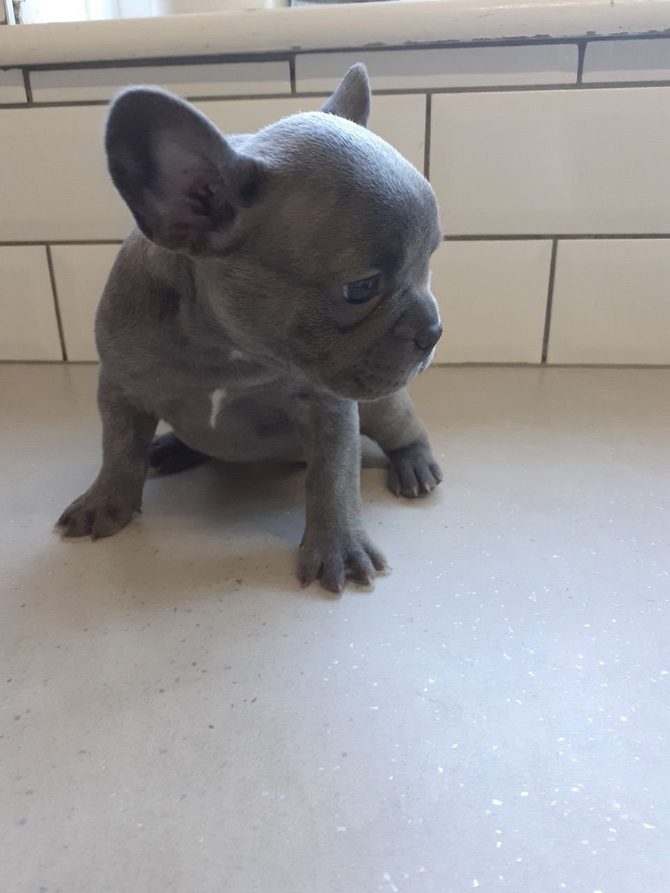 Wunderschöner Welpe der französischen Bulldogge zu verkaufen. - Afbeelding 3