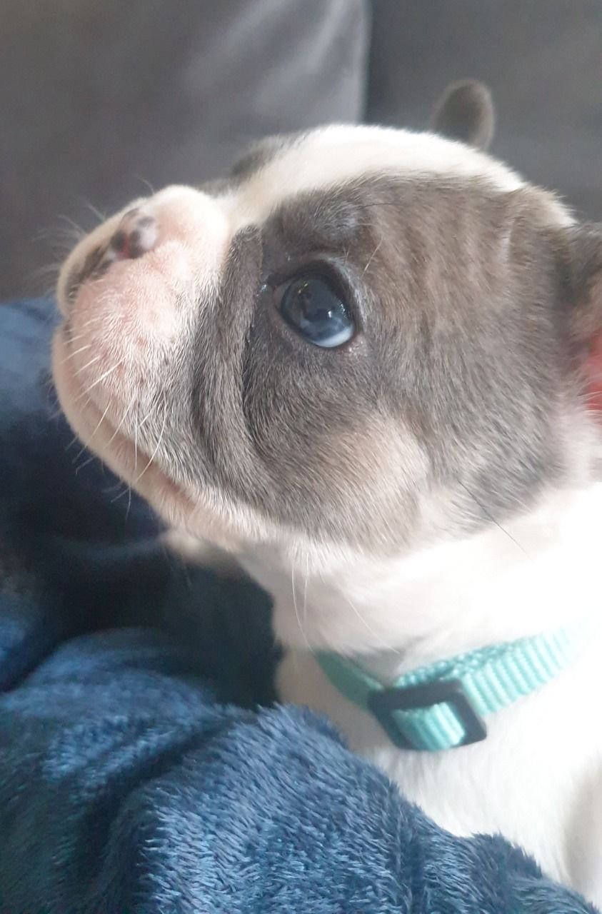Französische Bulldoggen-Welpen erwarten Sie - Afbeelding 2