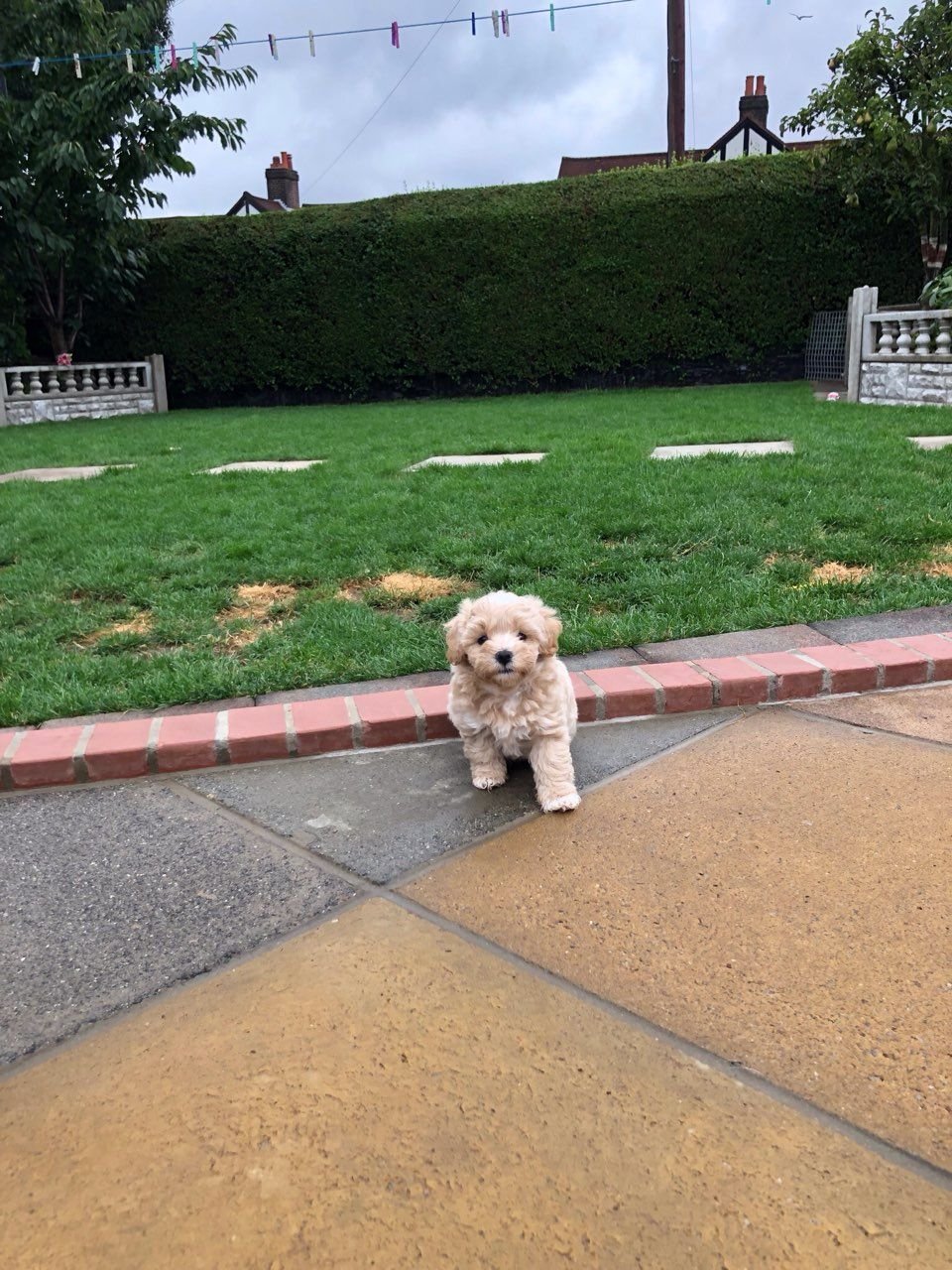 Liebenswürdige und verschmuste Maltipoo-Welpen sind bereit für den Markt. - nr. 1