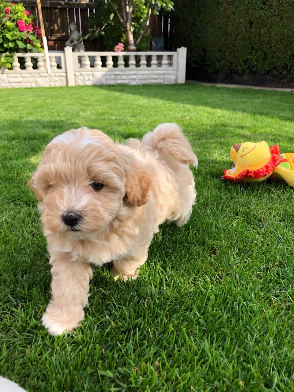 Liebenswürdige und verschmuste Maltipoo-Welpen sind bereit für den Markt. - Afbeelding 2