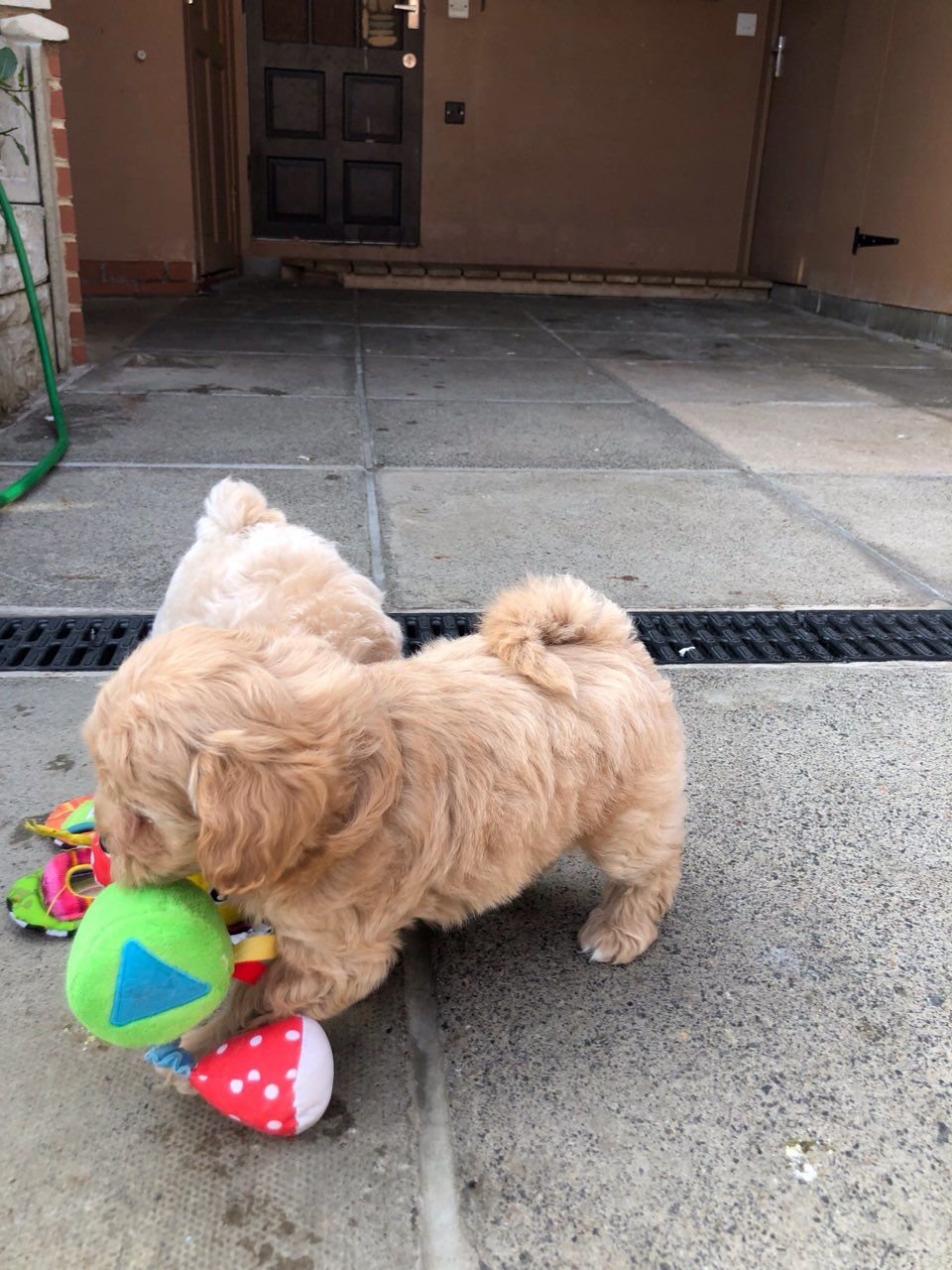 Liebenswürdige und verschmuste Maltipoo-Welpen sind bereit für den Markt. - Afbeelding 3