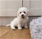 Ongelooflijke prachtige Bichon Frise-puppy's - 0 - Thumbnail