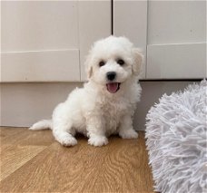 Ongelooflijke prachtige Bichon Frise-puppy's