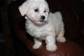 Ongelooflijke prachtige Bichon Frise-puppy's - 1 - Thumbnail