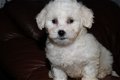 Ongelooflijke prachtige Bichon Frise-puppy's - 2 - Thumbnail