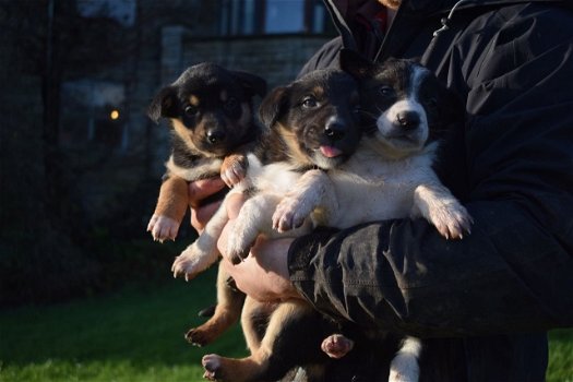 Prachtige Border Collie-puppy's - 1