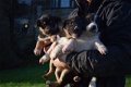 Prachtige Border Collie-puppy's - 1 - Thumbnail