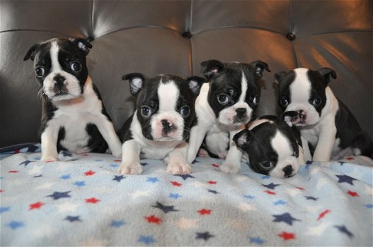 Boston Terriër-puppy's - 1