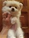 Prachtige Pommerse puppy's - 0 - Thumbnail
