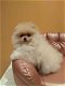 Prachtige Pommerse puppy's - 2 - Thumbnail