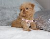 Prachtige Shih Tzu-puppy's - 0 - Thumbnail
