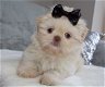 Prachtige Shih Tzu-puppy's - 1 - Thumbnail