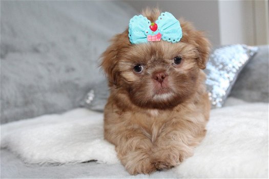 Prachtige Shih Tzu-puppy's - 2