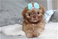 Prachtige Shih Tzu-puppy's - 2 - Thumbnail