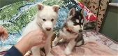 Siberische Husky-puppy's te koop - 0 - Thumbnail