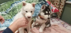 Siberische Husky-puppy's te koop