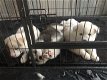 Siberische Husky-puppy's te koop - 1 - Thumbnail