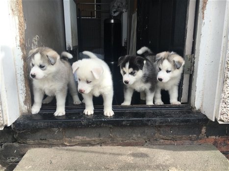 Siberische Husky-puppy's te koop - 2