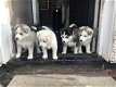 Siberische Husky-puppy's te koop - 2 - Thumbnail